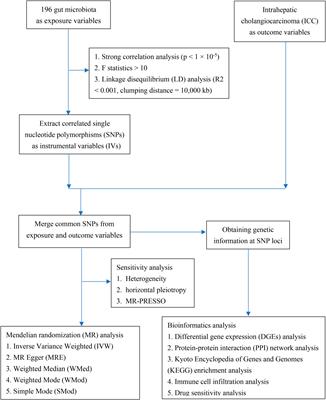 Elucidating the causal association between gut microbiota and intrahepatic cholangiocarcinoma through Mendelian randomization analysis